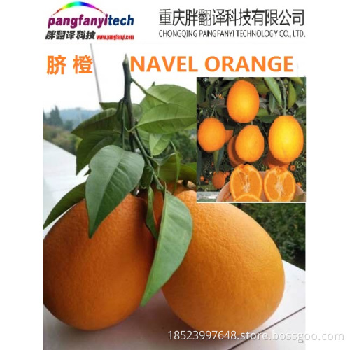 Healthy Fresh  Sour-sweet  Self-planted Navel Orange
